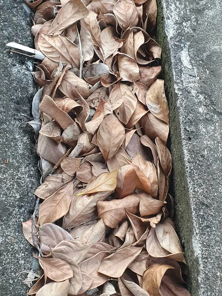 Yerdeki kuru yapraklar