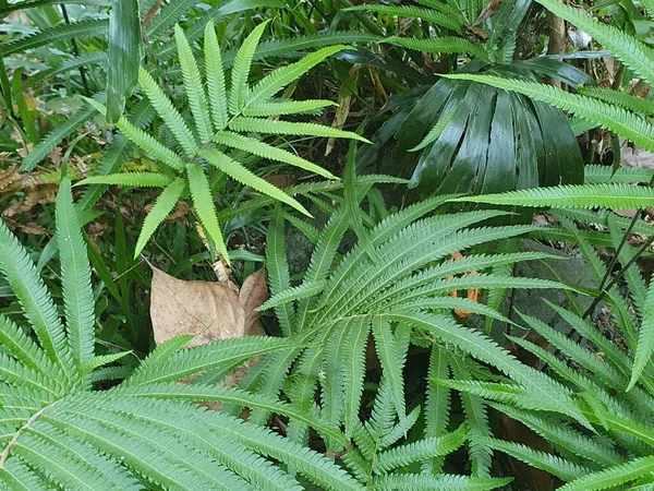 Bahçede yeşil yapraklar