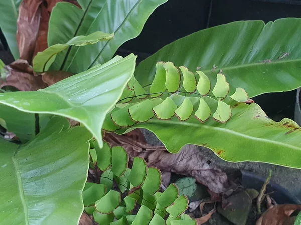 Güzel botanik fotoğrafı, doğal duvar kağıdı.