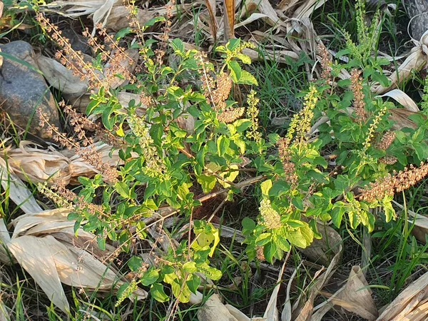 Doğal manzaranın güzel manzarası