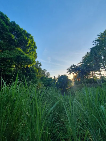 Ağaçları ve yeşil otları olan güzel bir manzara.