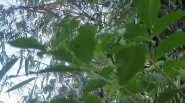 yeşil yapraklar, bitkiler ve yapraklar