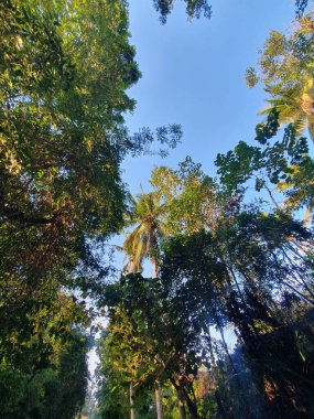 Parktaki palmiye ağaçları