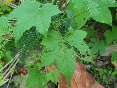 yeşil yapraklar, bitkiler ve yapraklar