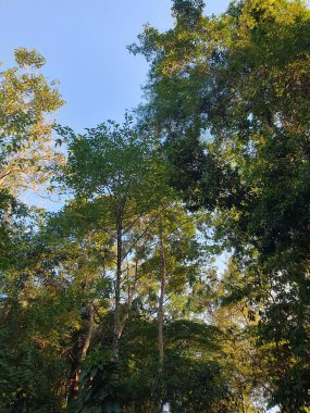 Yeşil yapraklar ve yeşil bitkiler 