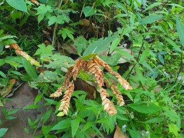 Örümcek ağı, bitki örtüsü ve bitki örtüsü