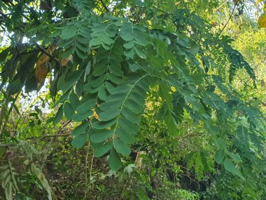 Ormanda yeşil yapraklar