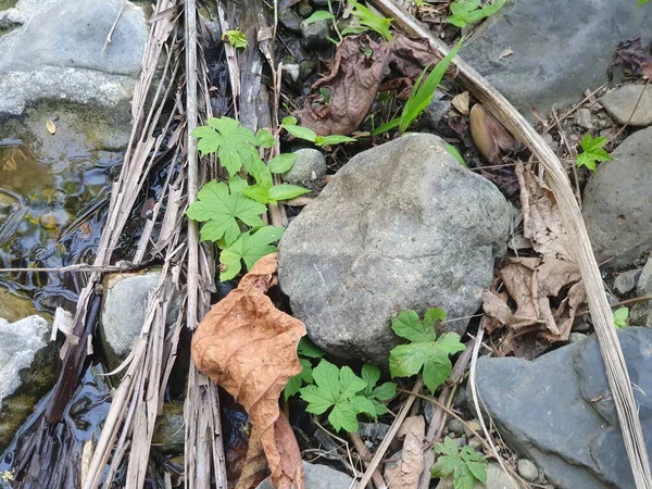 yeşil yaprakları ve taş 