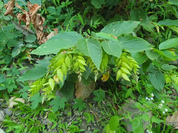 bir bitkinin yeşil yaprakları