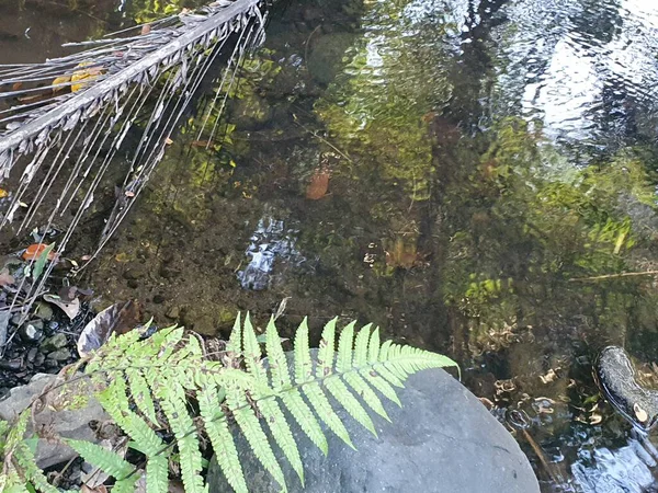 Ormanda güzel bir şelale