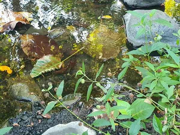 Ormanda yeşil yosun ve taşlar