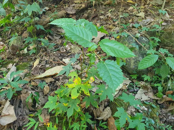 Ormanda yeşil yapraklar