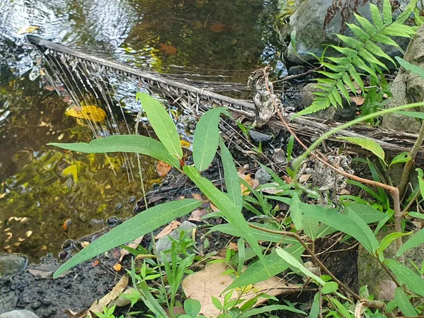 Ormanda yeşil yosun