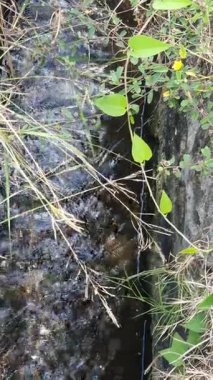 Ormanda güzel bir şelale