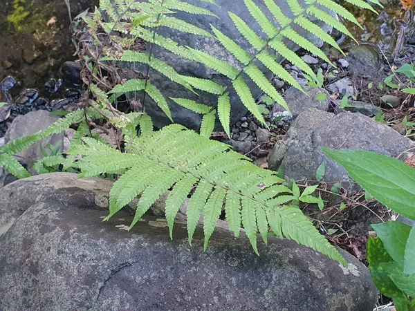 Ormanda yeşil yapraklar
