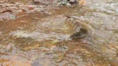 Islak nehir, yakın plan, doğal arka plan