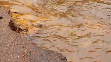 Su yüzeyi, nehir, bitki örtüsü, fauna