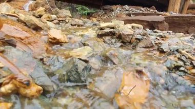 Ormandaki nehrin güzel manzarası