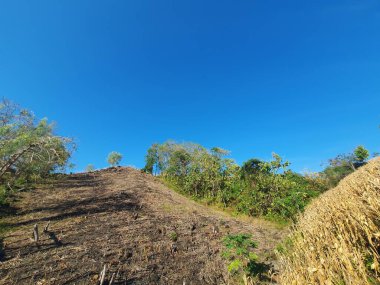 Dağdaki kuru bitkiler