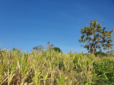 Yeşil yapraklar, dağ ve mavi gökyüzü 