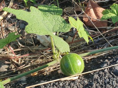 Bahçede olgun yeşil karpuz
