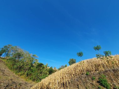 Ağacı ve mavi gökyüzü olan güzel bir manzara.