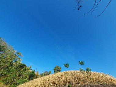 Tarlada büyük bir ağacı olan güzel bir manzara.