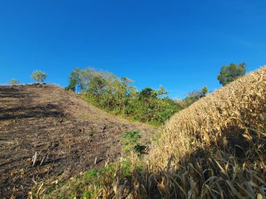 Buğday tarlası ve mavi gökyüzü olan güzel bir manzara.
