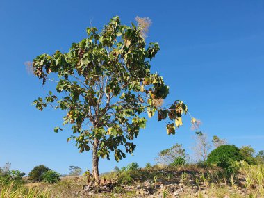 Yeşil ağaç güzel ve parlak mavi bir gökyüzü ve beyaz bulutlar..