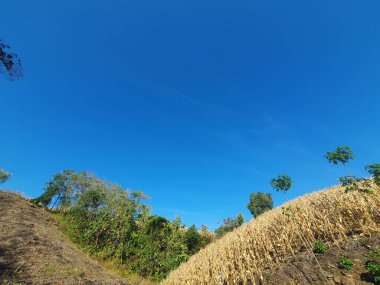 Sabah yeşil mısır tarlası