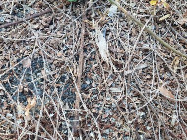 Kuru çimen dokusu arkaplanı