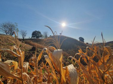 Ağaçlı güzel sonbahar manzarası