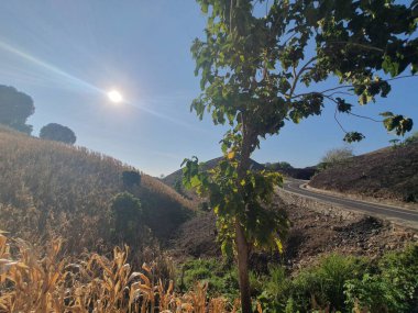 Ağacı ve dağı olan güzel bir manzara.