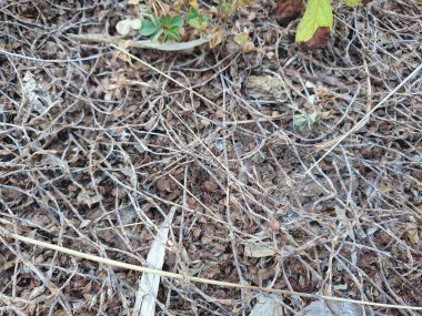 Kuru çimen dokusu arkaplanı