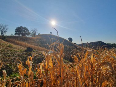 güzel doğanın resimsel manzarası