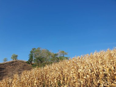 Mavi gökyüzü arka plan alanıyla Mısır