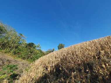 Mısır tarlası olan güzel bir manzara. 