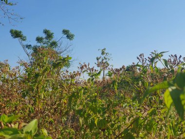 Ormanda yeşil yapraklar