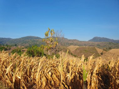 Kırsaldaki mısır tarlası