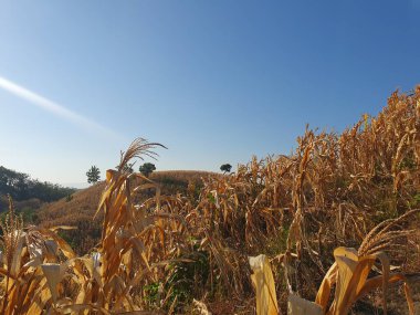 Mısır tarlası ve mavi gökyüzü olan güzel bir manzara.