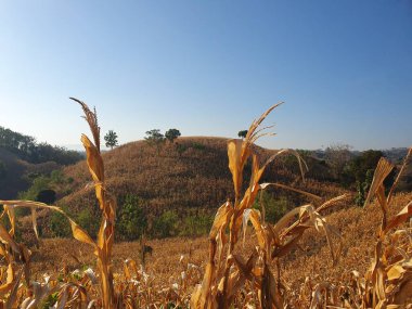 Bir mısır tarlası ve bir ağaç olan güzel bir manzara.