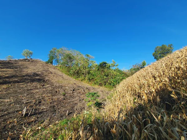 Buğday tarlası ve mavi gökyüzü olan güzel bir manzara.