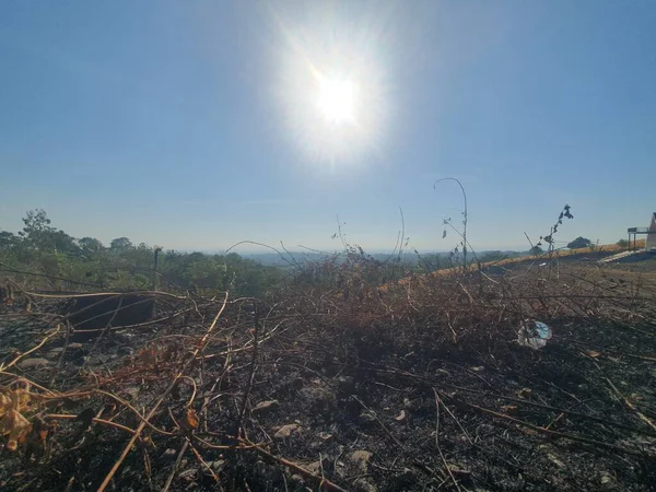 Çimen tarlası ve büyük bir ağacı olan güzel bir manzara.