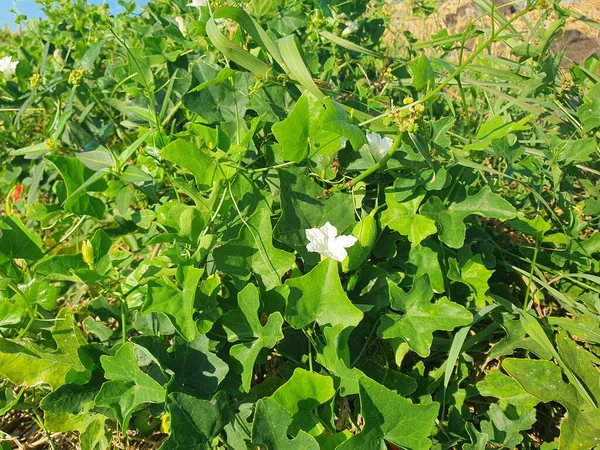 Bahçedeki beyaz çiçek