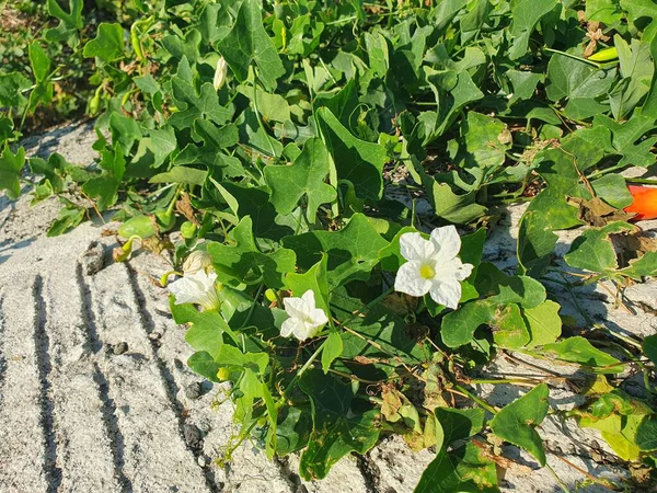 Bahçede beyaz çiçekler