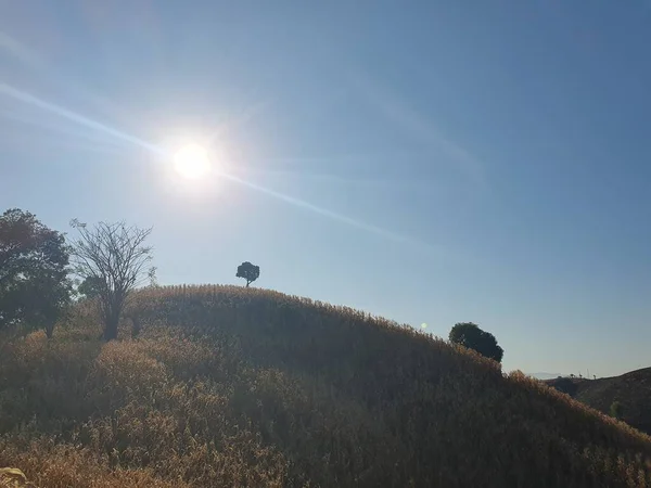 Güzel bir manzara Ağacı ve mavi gökyüzü