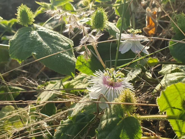 Bahçedeki güzel çiçekler