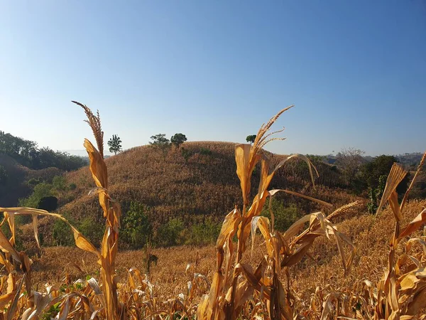 Bir mısır tarlası ve bir ağaç olan güzel bir manzara.