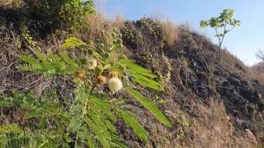 Güzel botanik fotoğrafı, doğal duvar kağıdı.