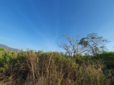 Ormanın güzel manzarası